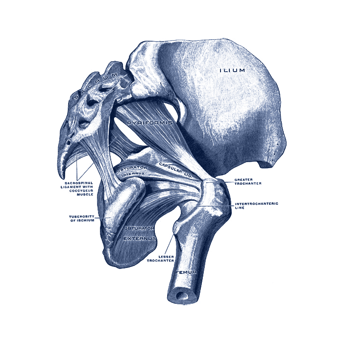 Hip Fracture, Central Coast